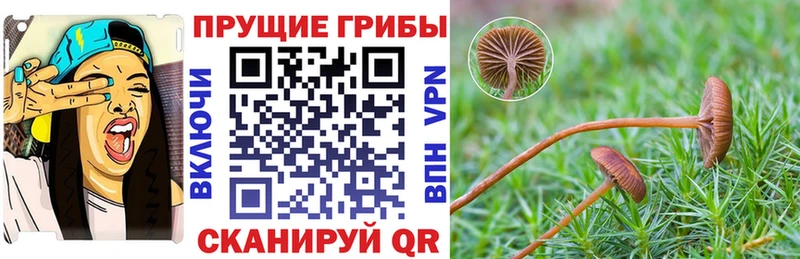 Купить закладки  Гусев  Псилоцибиновые грибы Psilocybine cubensis 